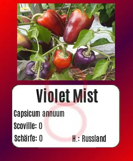 Violet Mist DER TOMATENFLÜSTERER