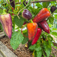 Violet Sparkle DER TOMATENFLÜSTERER
