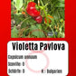 Violetta Pavlova DER TOMATENFLÜSTERER