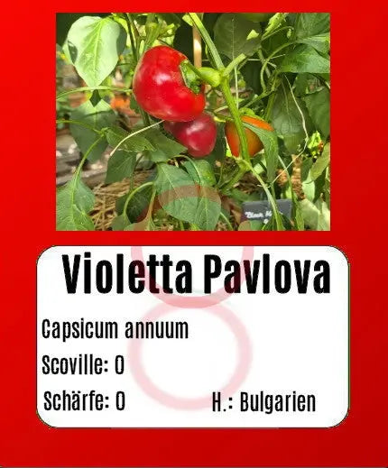 Violetta Pavlova DER TOMATENFLÜSTERER
