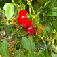Violetta Pavlova DER TOMATENFLÜSTERER