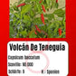 Volcán De Teneguia DER TOMATENFLÜSTERER