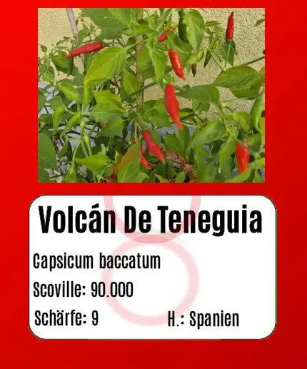 Volcán De Teneguia DER TOMATENFLÜSTERER