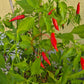 Volcán De Teneguia DER TOMATENFLÜSTERER