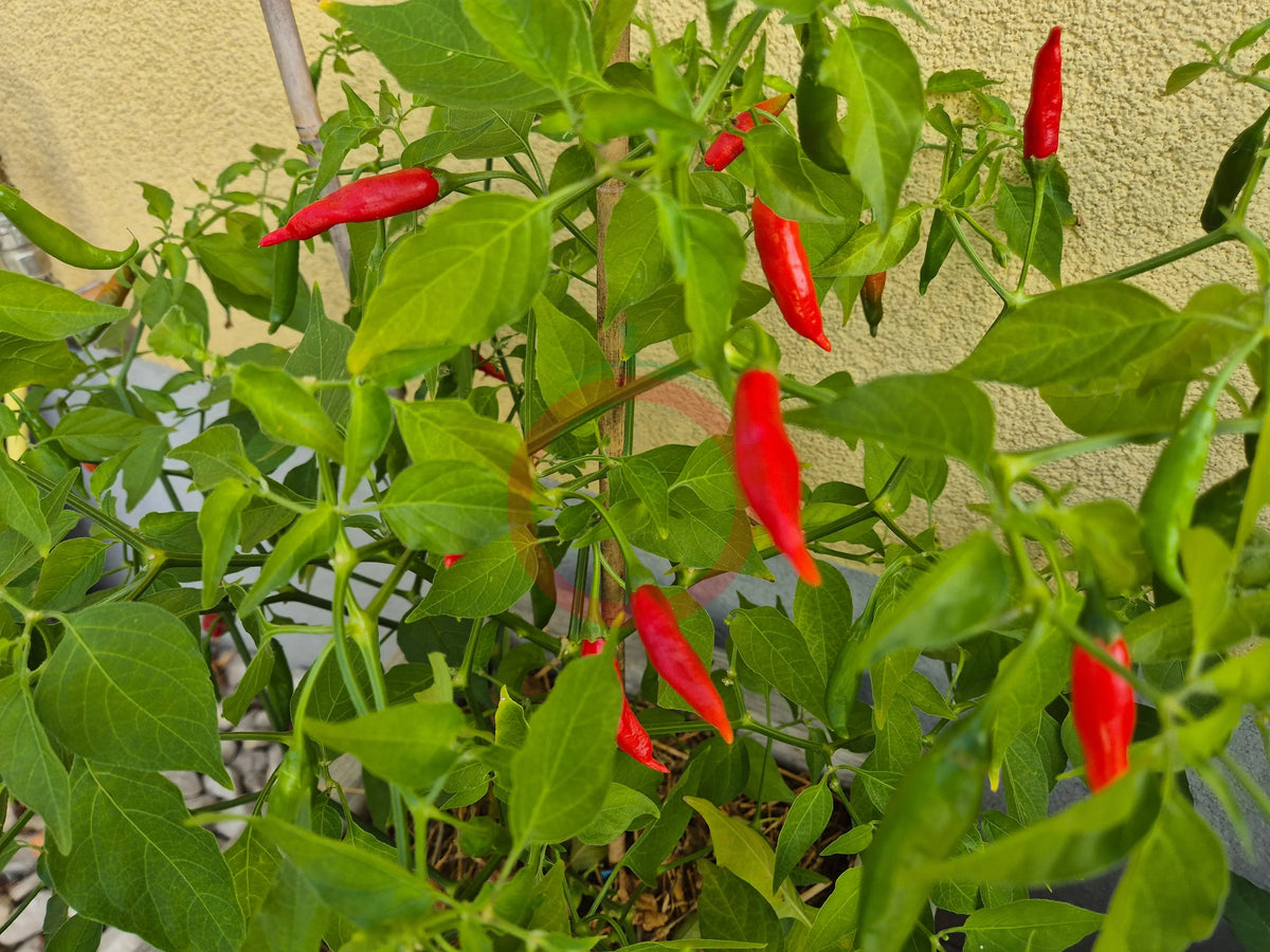 Volcán De Teneguia DER TOMATENFLÜSTERER