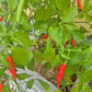 Volcán De Teneguia DER TOMATENFLÜSTERER