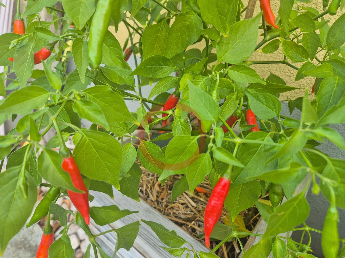 Volcán De Teneguia DER TOMATENFLÜSTERER