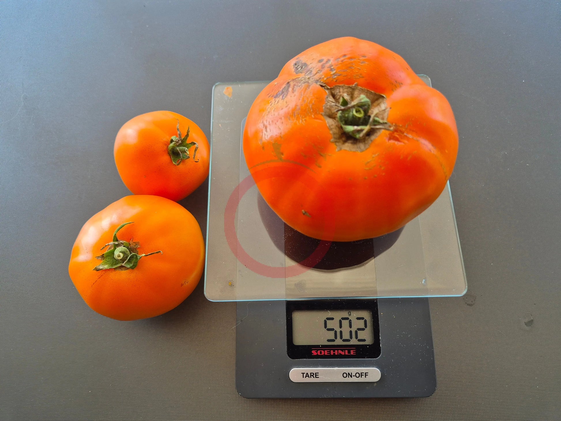 Wald4tler Orange DER TOMATENFLÜSTERER