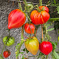 Walt Swokla Heart DER TOMATENFLÜSTERER