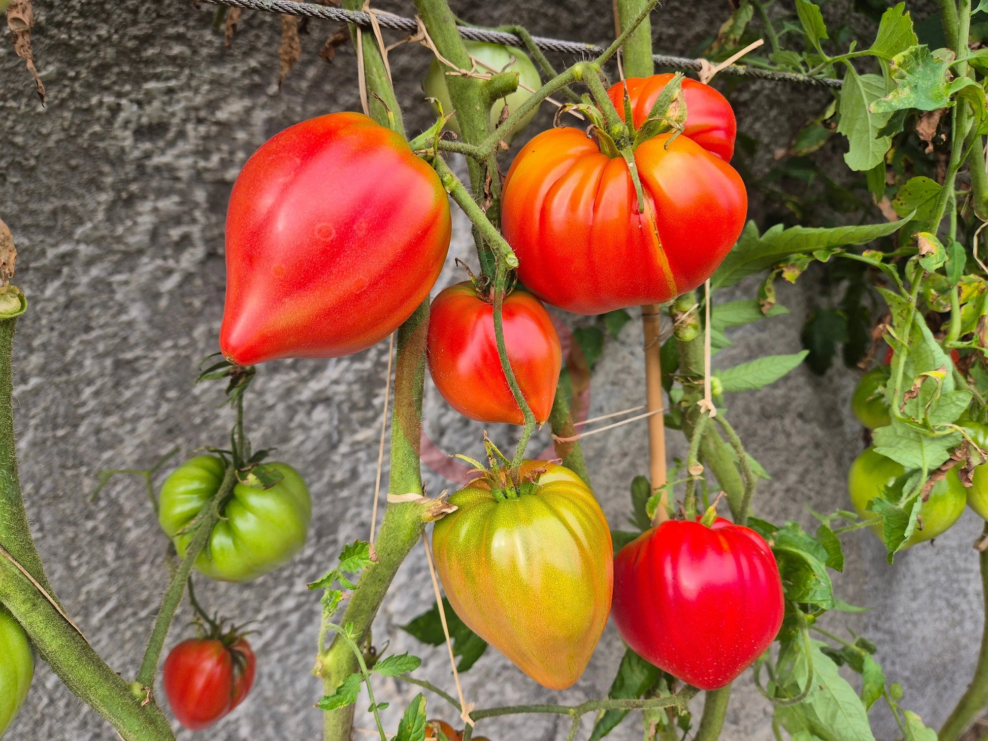 Walt Swokla Heart DER TOMATENFLÜSTERER