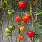 Walt Swokla Heart DER TOMATENFLÜSTERER