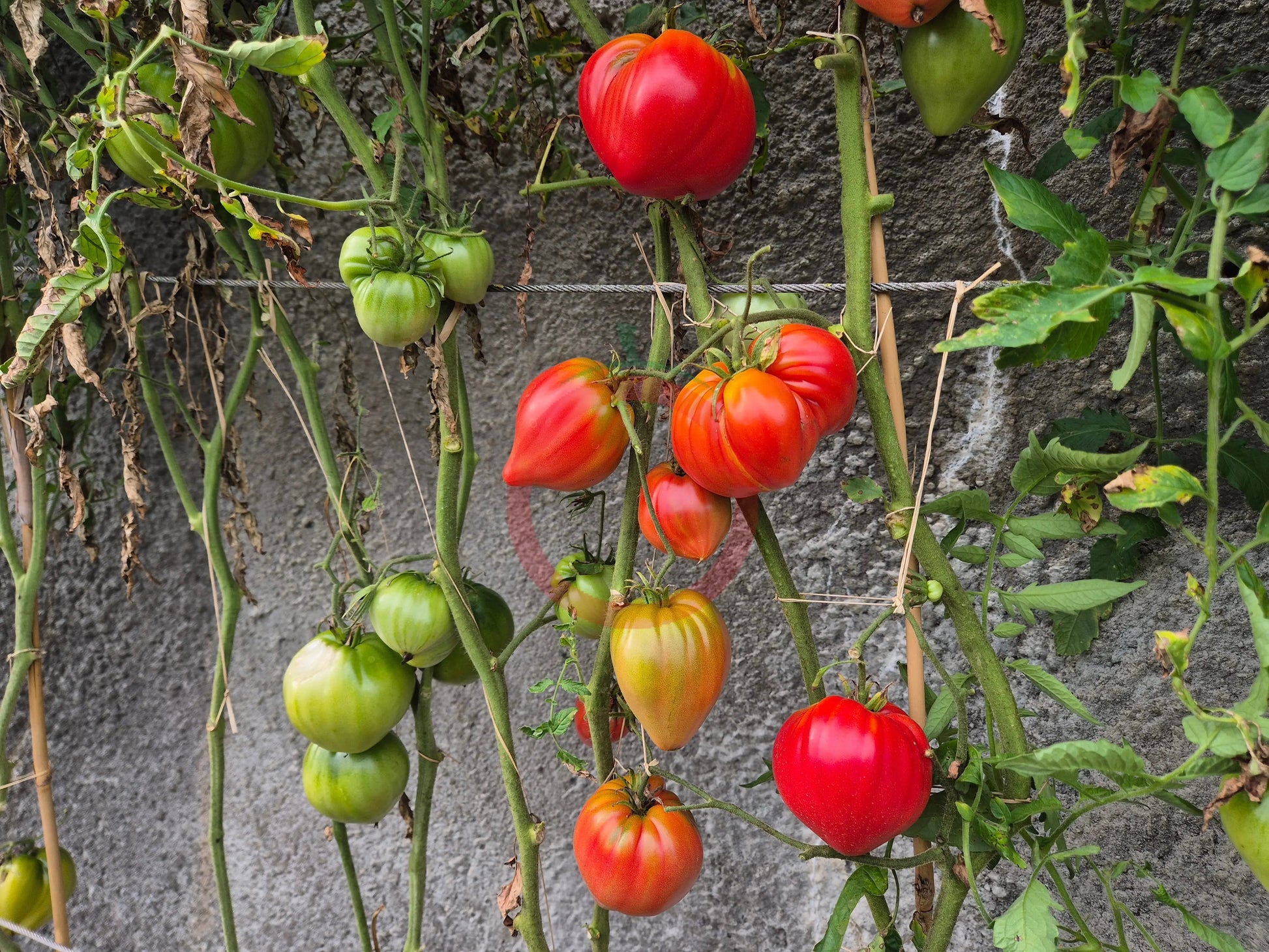 Walt Swokla Heart DER TOMATENFLÜSTERER