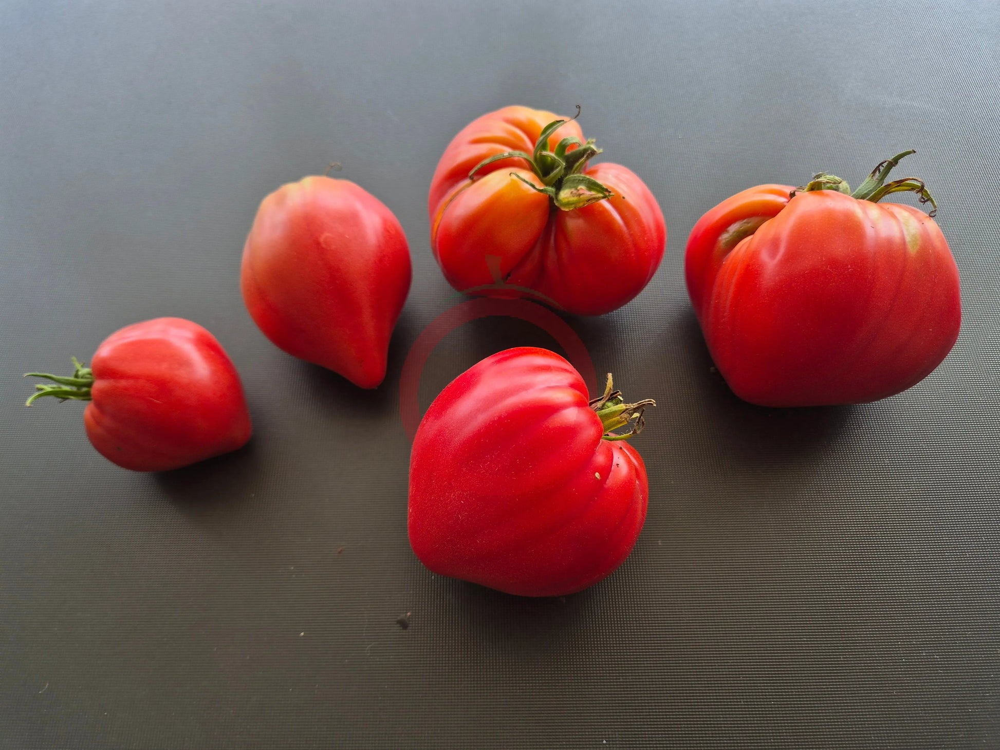 Walt Swokla Heart DER TOMATENFLÜSTERER