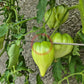 Walt Swokla Heart DER TOMATENFLÜSTERER