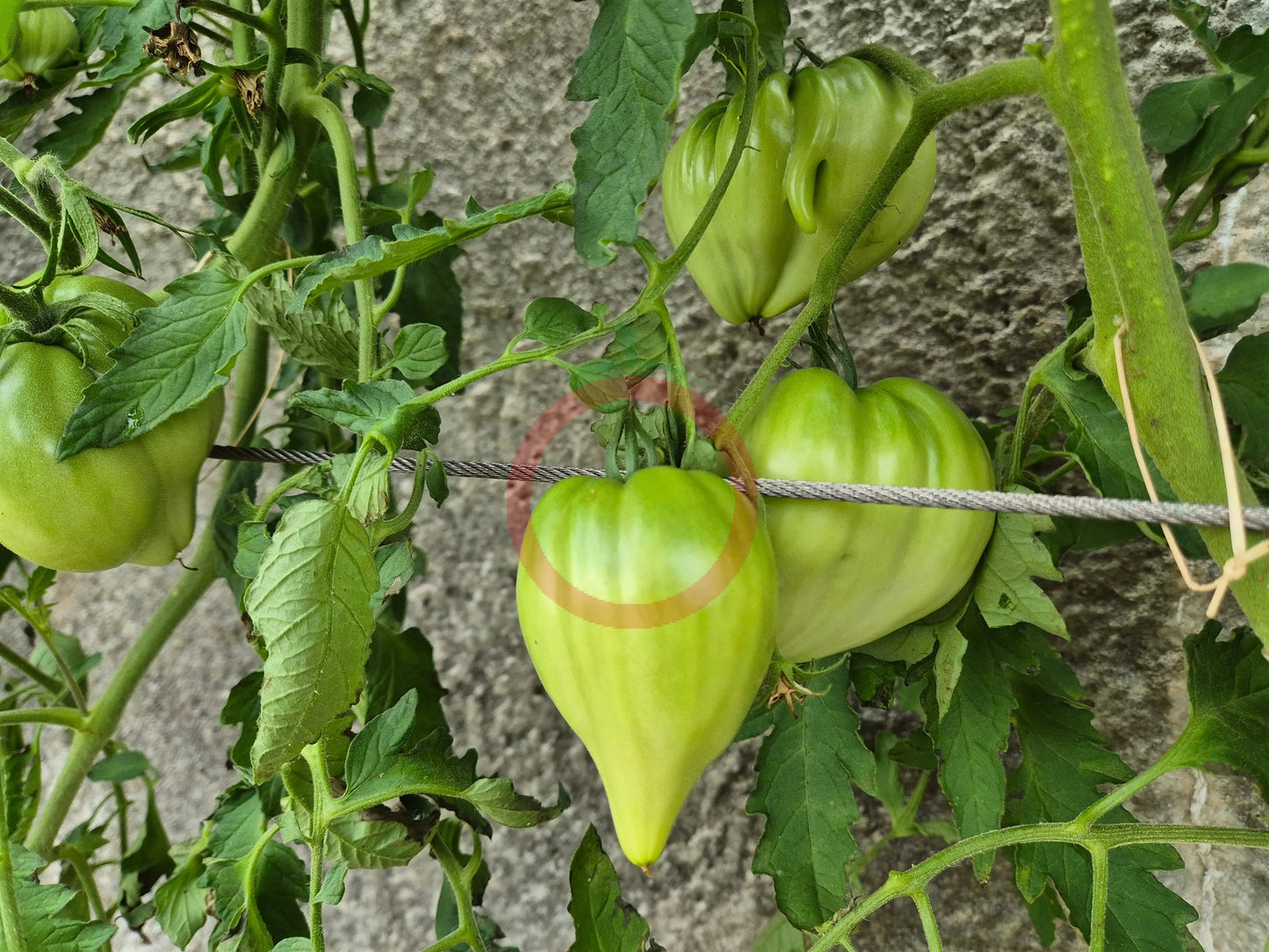 Walt Swokla Heart DER TOMATENFLÜSTERER