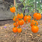 Warren's Yellow DER TOMATENFLÜSTERER