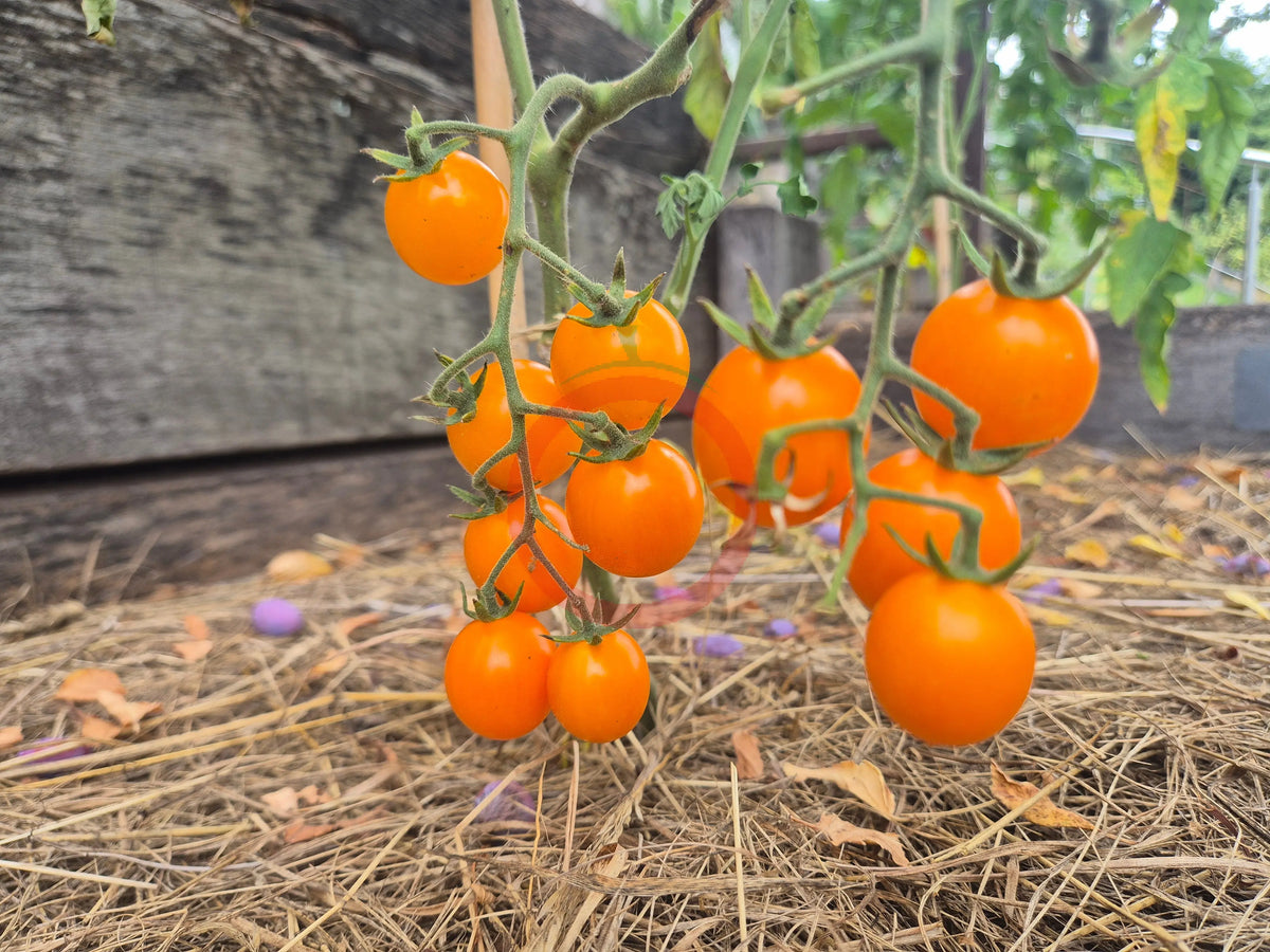 Warren's Yellow DER TOMATENFLÜSTERER