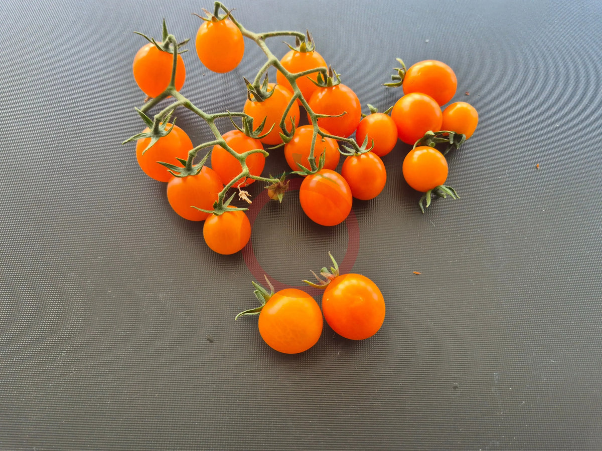 Warren's Yellow DER TOMATENFLÜSTERER