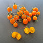 Warren's Yellow DER TOMATENFLÜSTERER