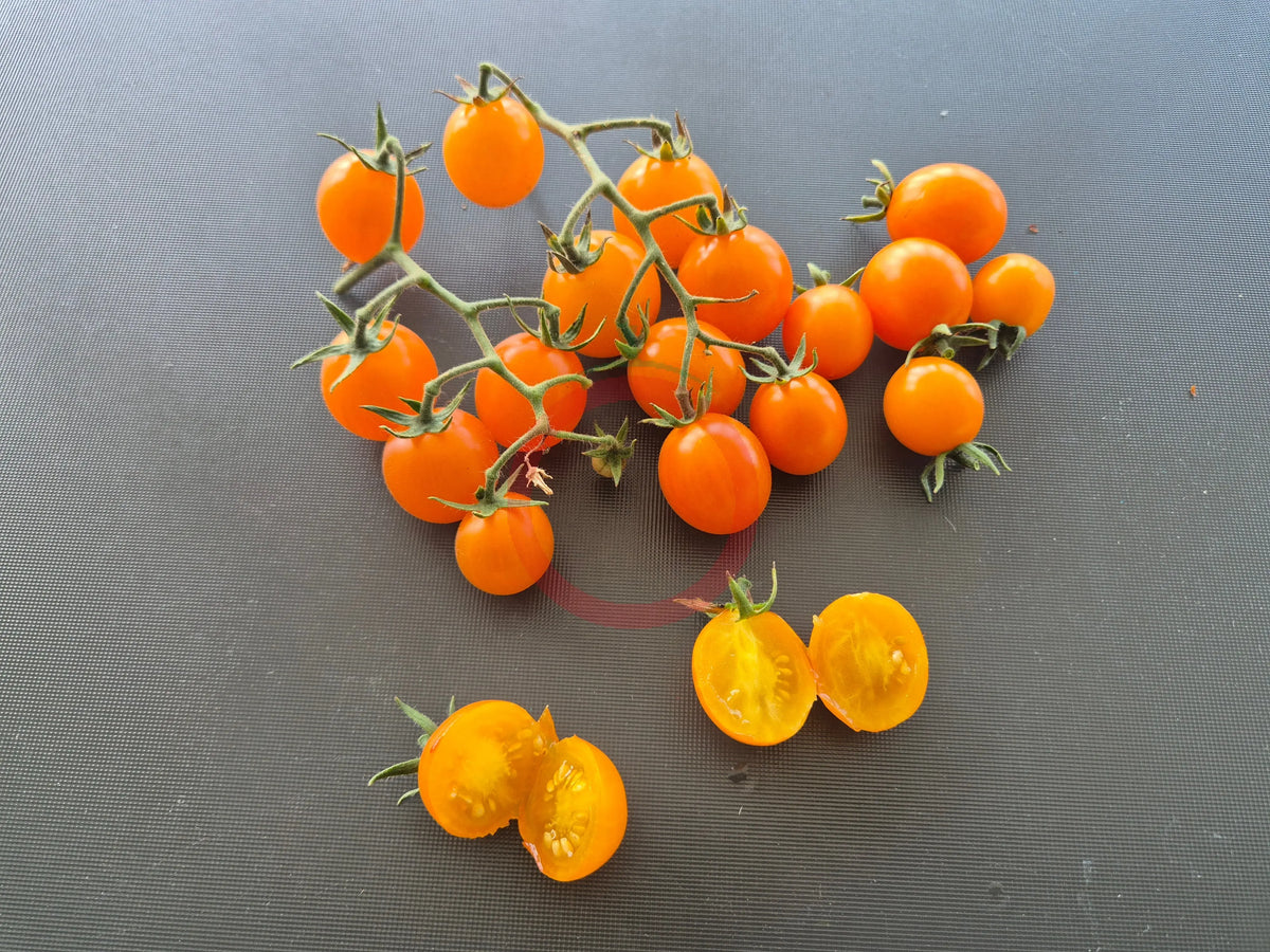 Warren's Yellow DER TOMATENFLÜSTERER