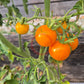 Wendy DER TOMATENFLÜSTERER