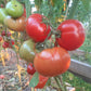 Werner Ritter von Kurtefund DER TOMATENFLÜSTERER