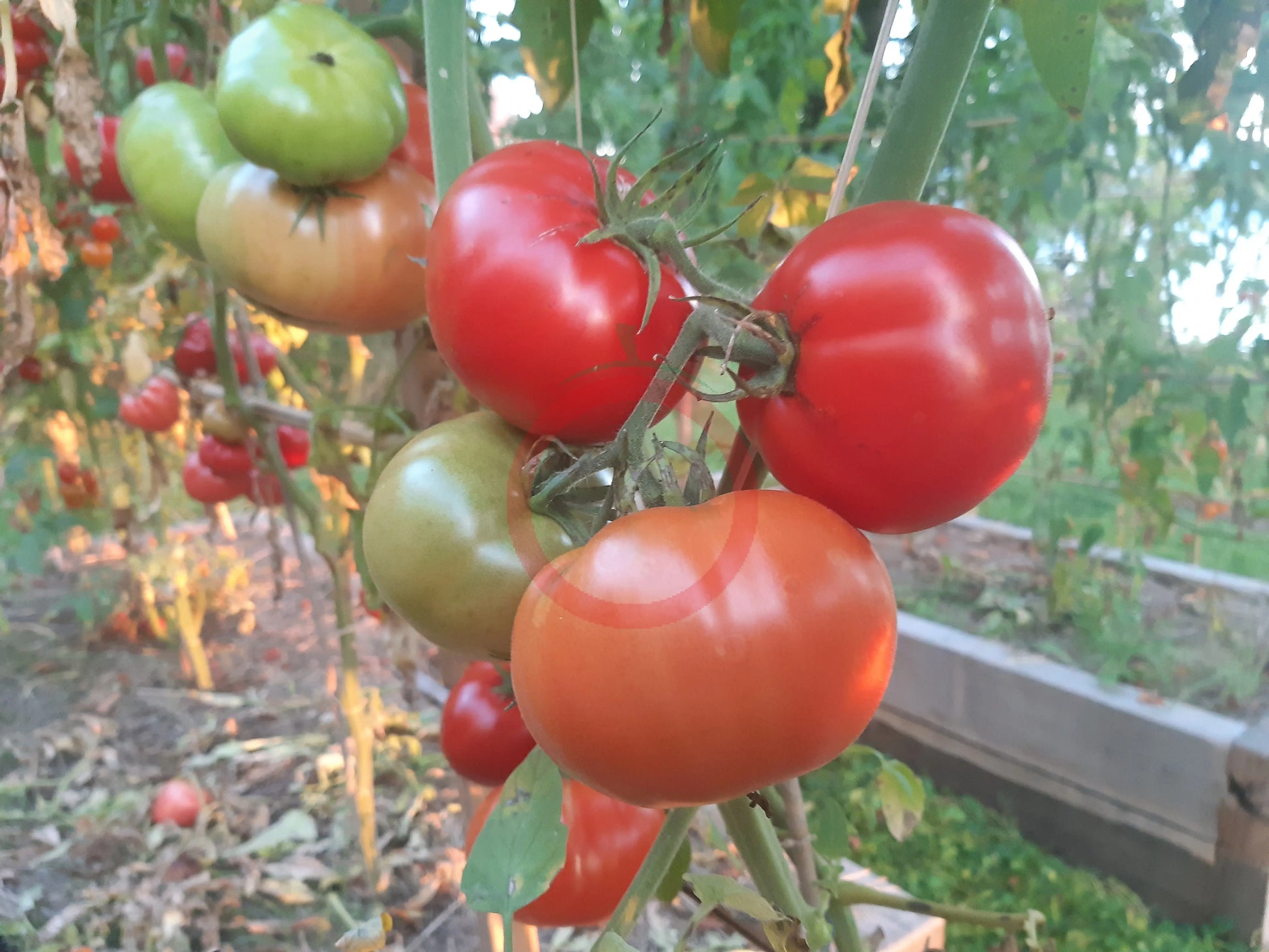 Werner Ritter von Kurtefund DER TOMATENFLÜSTERER