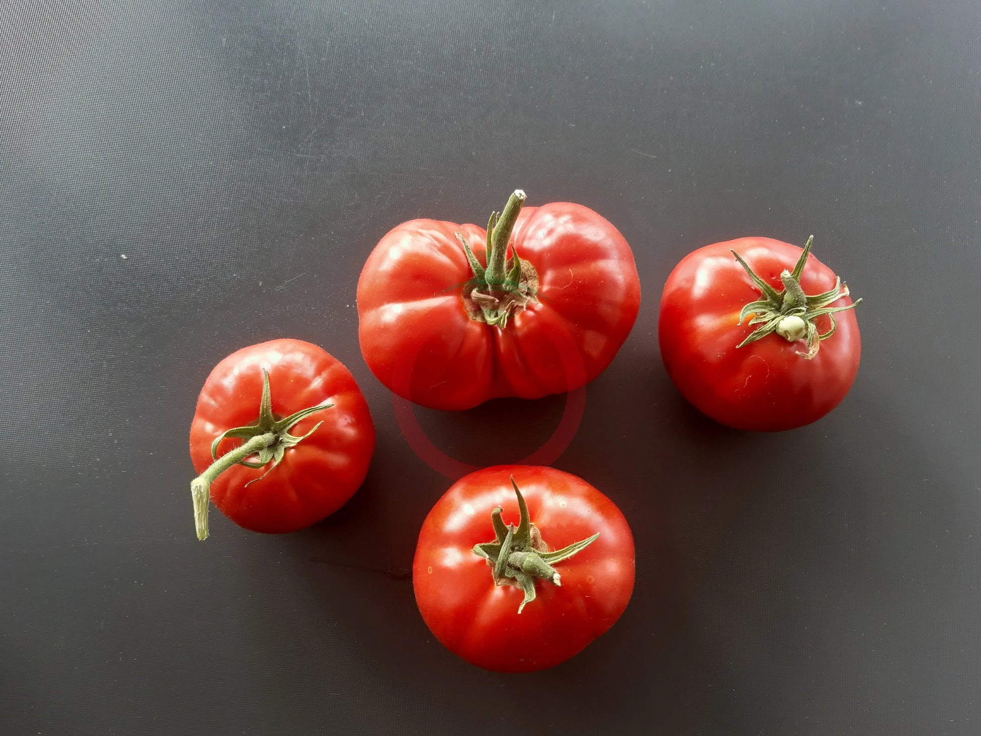 Werner Ritter von Kurtefund DER TOMATENFLÜSTERER