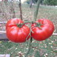 Werner Ritter von Kurtefund DER TOMATENFLÜSTERER