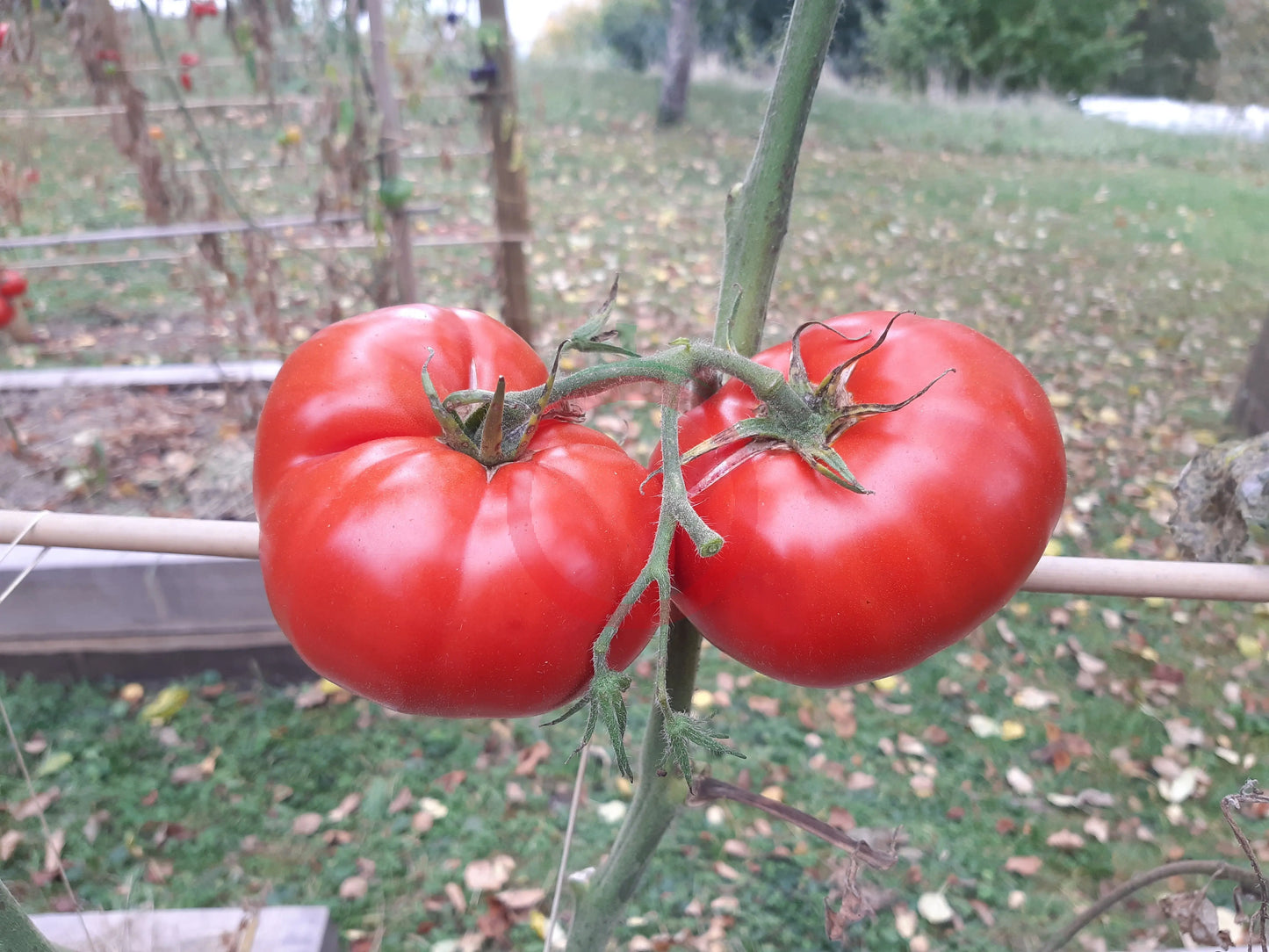 Werner Ritter von Kurtefund DER TOMATENFLÜSTERER