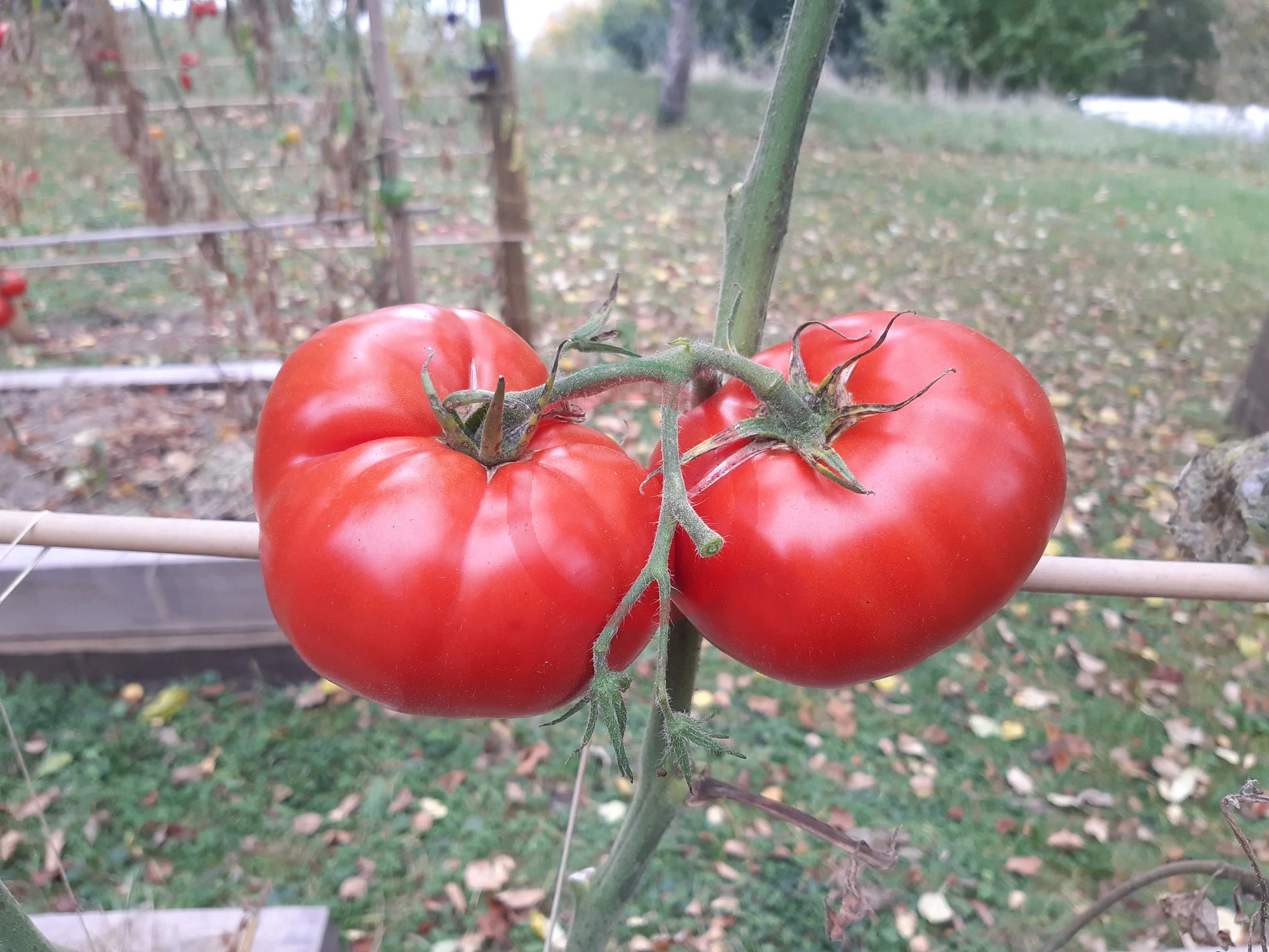 Werner Ritter von Kurtefund DER TOMATENFLÜSTERER