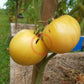 White Cherry Heart DER TOMATENFLÜSTERER
