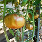 Wildthyme GWR DER TOMATENFLÜSTERER