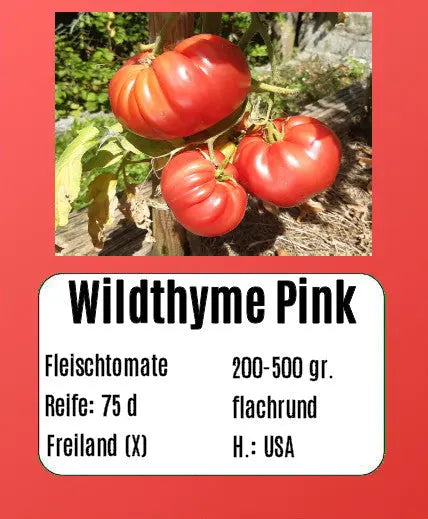 Wildthyme Pink DER TOMATENFLÜSTERER