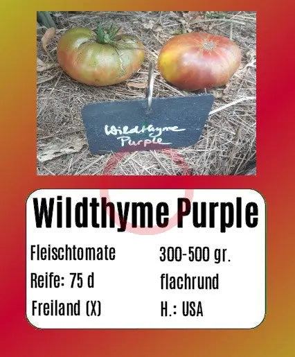 Wildthyme Purple DER TOMATENFLÜSTERER