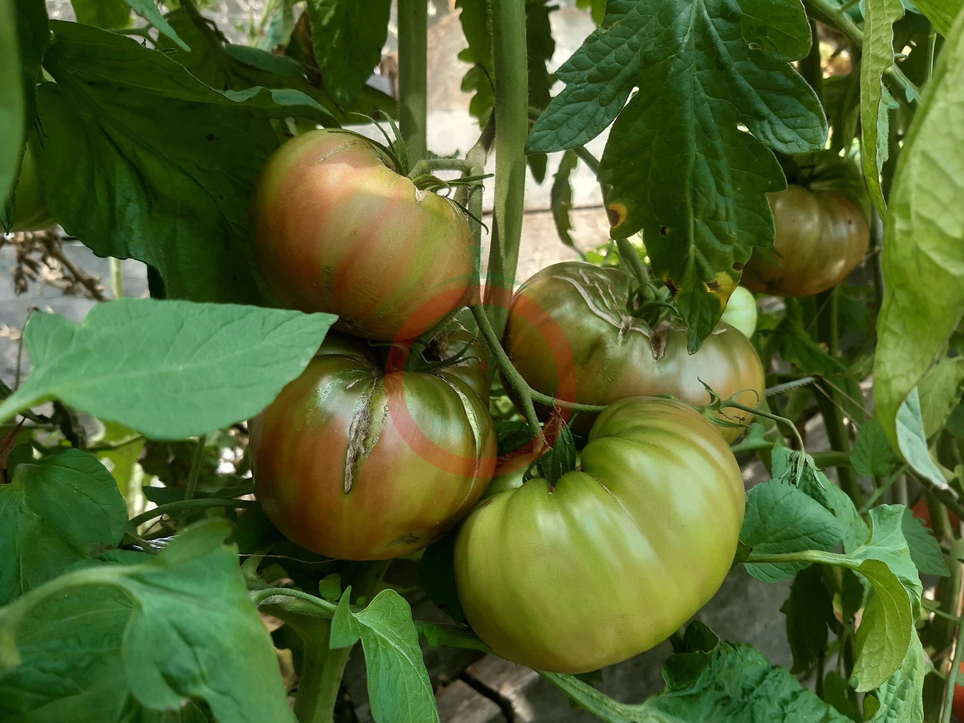 Wildthyme Purple DER TOMATENFLÜSTERER