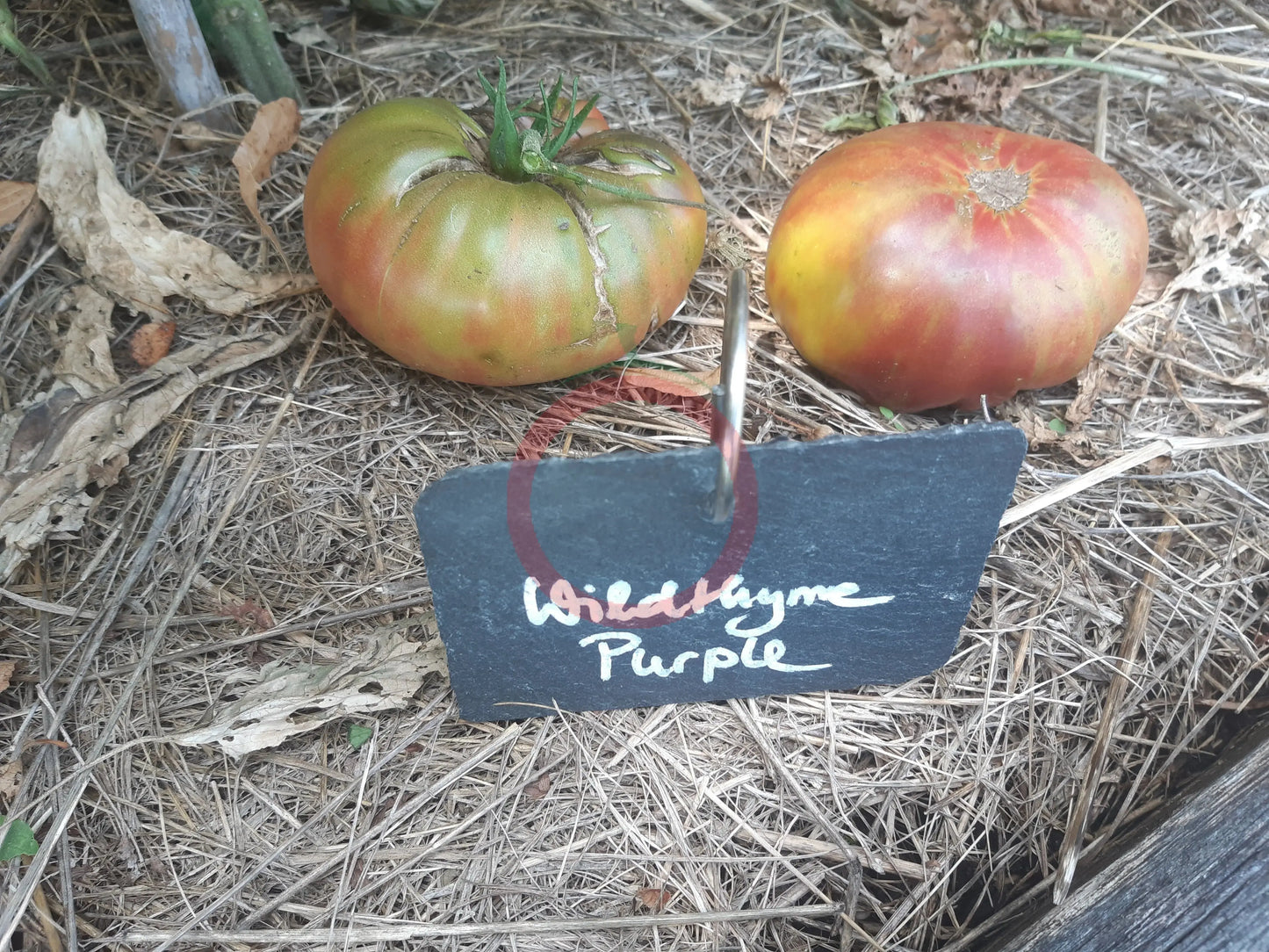 Wildthyme Purple DER TOMATENFLÜSTERER