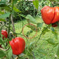 Winnie The Pooh DER TOMATENFLÜSTERER