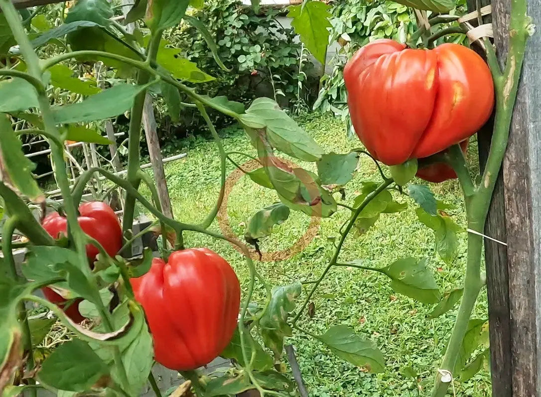 Winnie The Pooh DER TOMATENFLÜSTERER