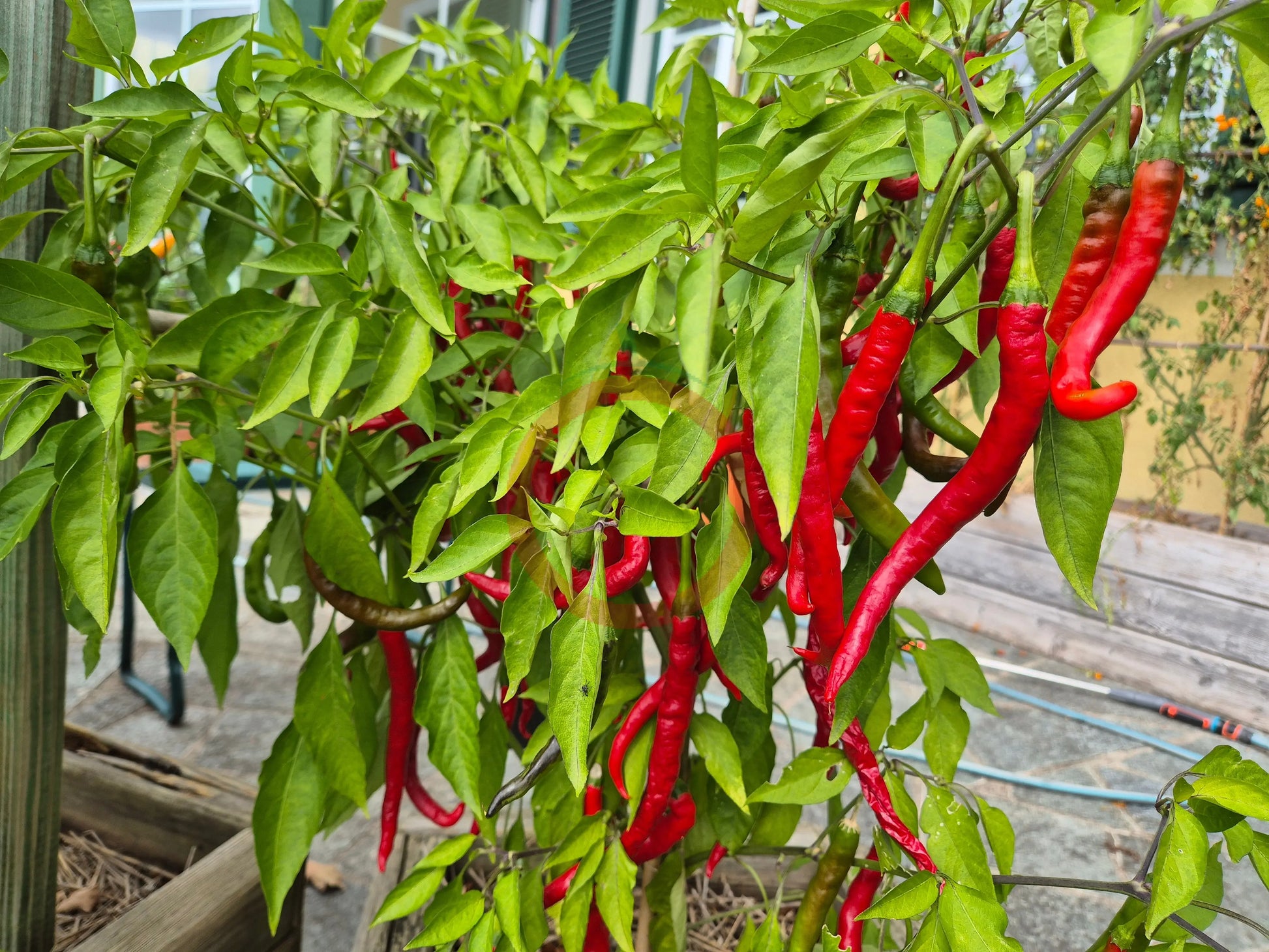 Witch Stick Pepper DER TOMATENFLÜSTERER