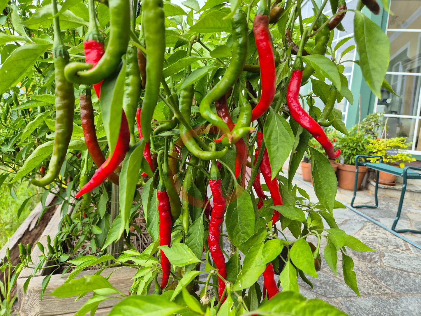 Witch Stick Pepper DER TOMATENFLÜSTERER