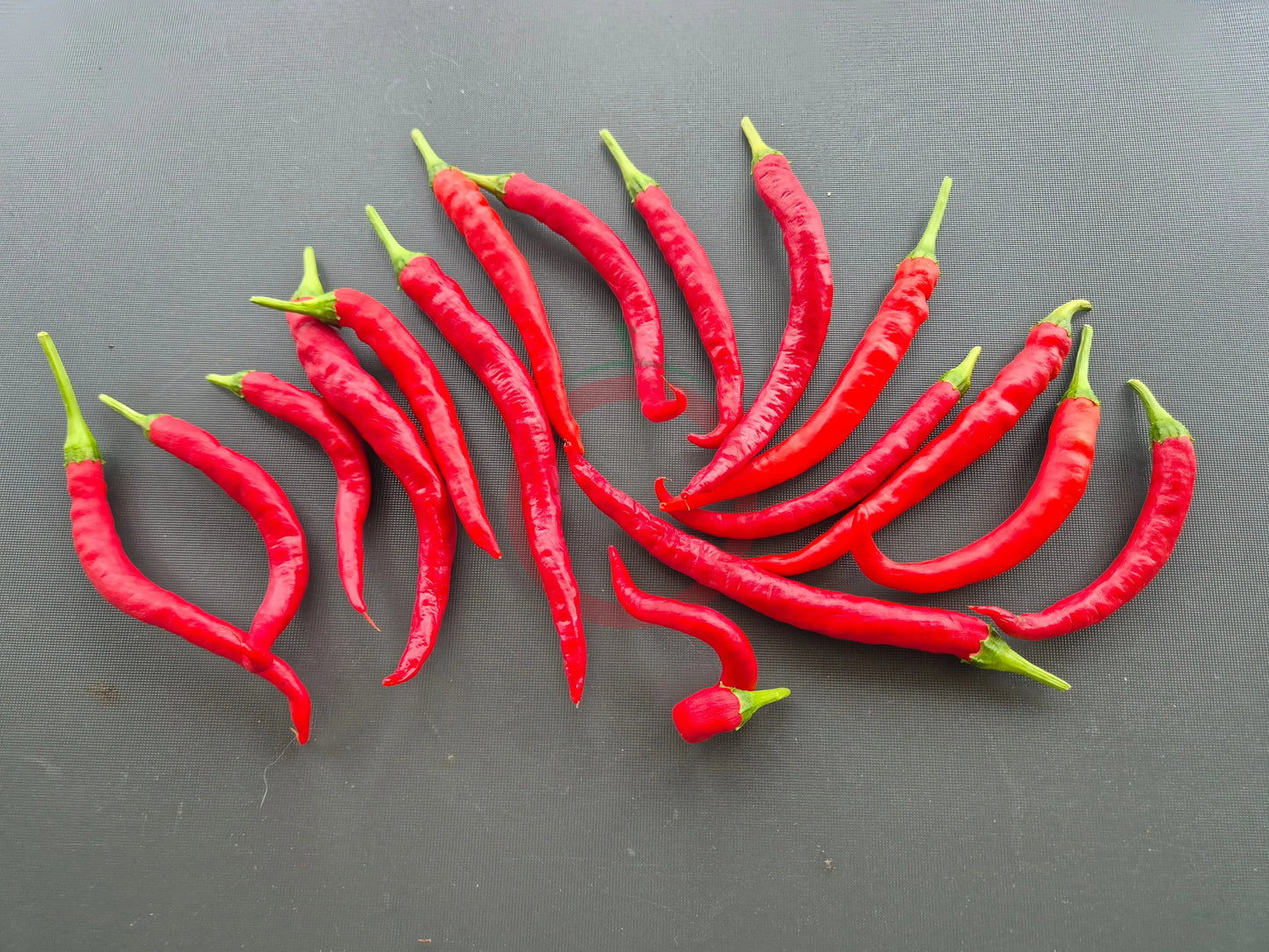 Witch Stick Pepper DER TOMATENFLÜSTERER