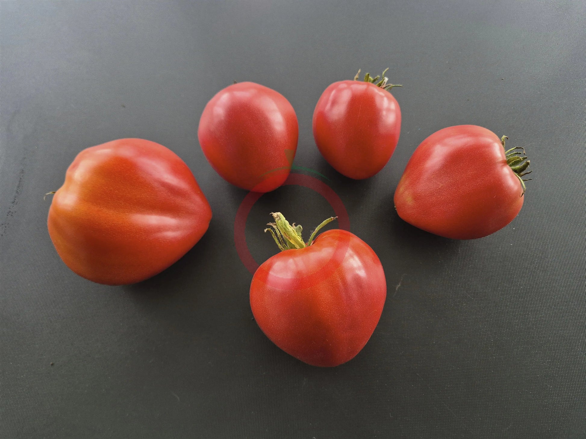 Wolford Wonder DER TOMATENFLÜSTERER