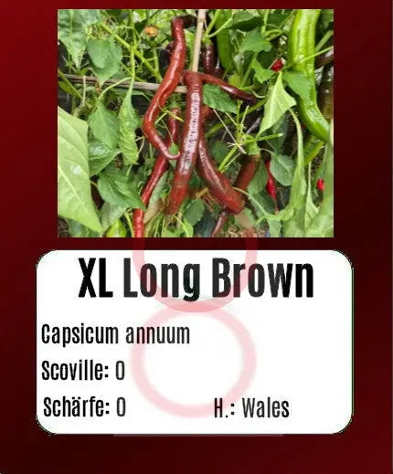 XL Long Brown DER TOMATENFLÜSTERER