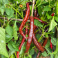 XL Long Brown DER TOMATENFLÜSTERER