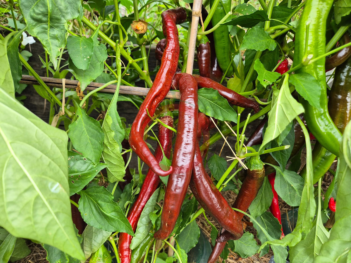 XL Long Brown DER TOMATENFLÜSTERER