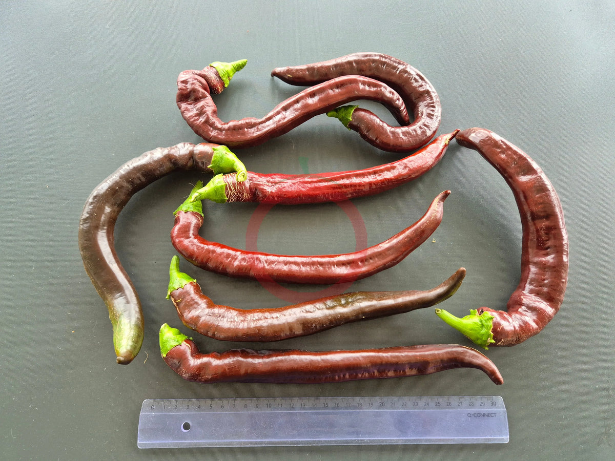 XL Long Brown DER TOMATENFLÜSTERER