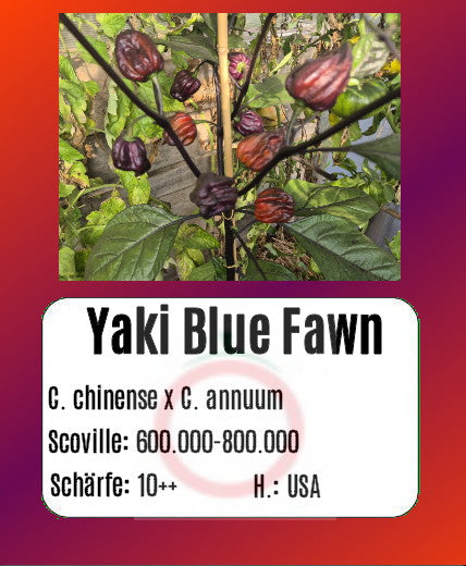 Yaki Blue Fawn DER TOMATENFLÜSTERER