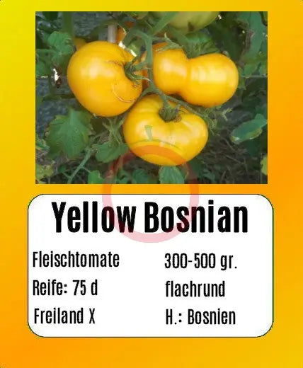 Yellow Bosnian DER TOMATENFLÜSTERER