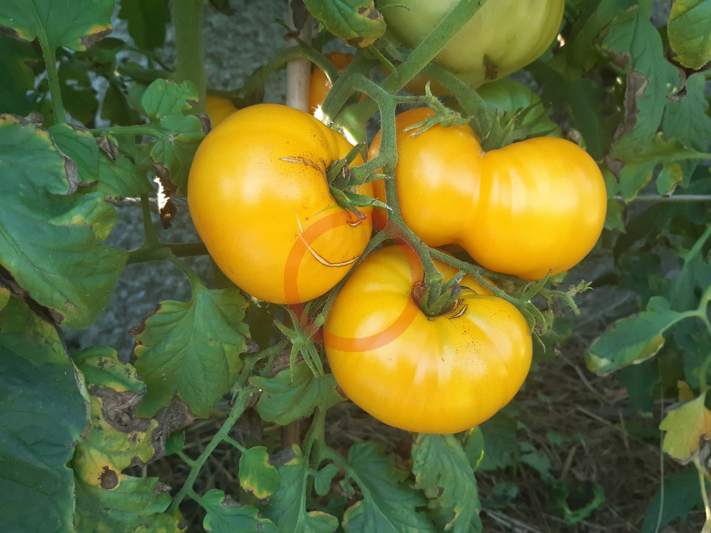 Yellow Bosnian DER TOMATENFLÜSTERER